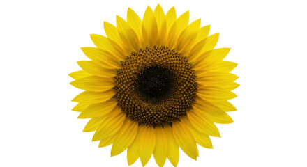 Single sunflower in focus