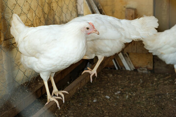 Young white chicken on an organic chicken coop, copy space.