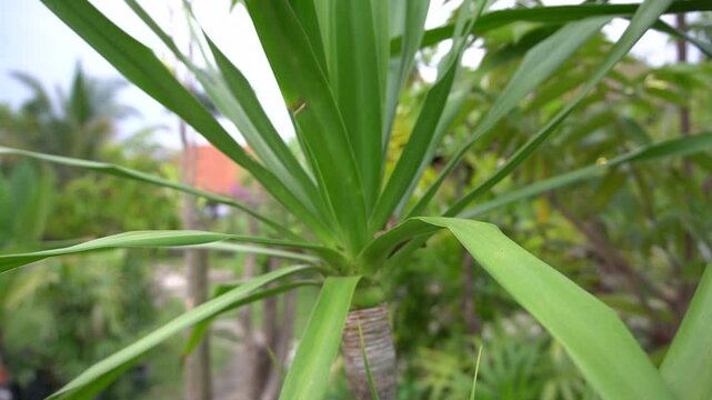 green grass in the garden