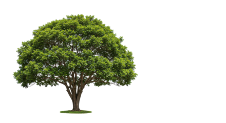 Lush Green Tree Isolated
