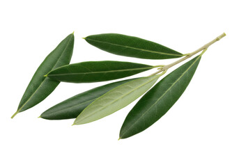 Fresh olive branch leaves