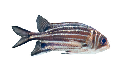 small orange striped fish isolated on white