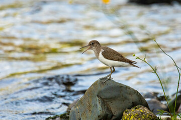 Common Sandpiper (Actitis hypoleucos)