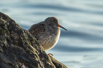 Purple Sandpiper (Calidris maritima)