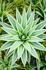 Fototapeta premium striking agave plant with vibrant green and white striped leaves in lush foliage