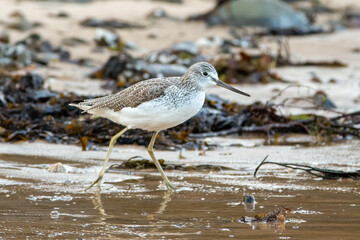 Common Greenshank (Tringa nebularia)