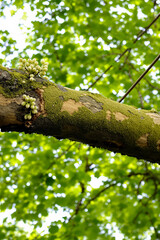 Obraz premium close-up of mossy tree branch with pale green buds