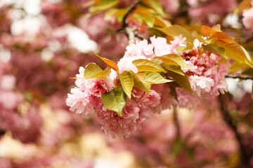 Beautiful Sakura flowers during spring season. Selective focus of beautiful branches of pink Cherry blossoms on the tree