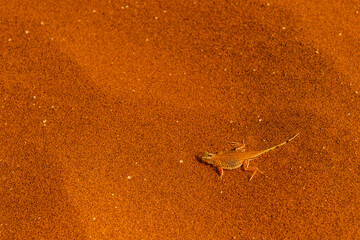 Close-up of a shovel-snouted lizard -Meroles anchietae- in the red sand of the Sossusvlei dunes in Namibia.