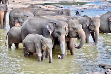Elephants taking a bath in a lake in Sri Lanka