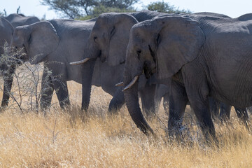 Fototapeta premium A herd of African Elephants -Loxodonta Africana- grazing on the plains of Etosha National Park, Namibia.