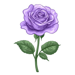 A single purple rose stem and leaves on black background