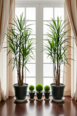 two dracaena marginata plants and three boxwood topiaries by a window