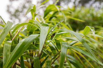 Nature Conservation Image - Close-up of Bee and Leaf