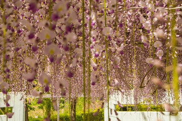Gazebo con tetto di glicini in fiore