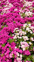 Fototapeta premium close-up view of a dense cluster of fuchsia and white flowers