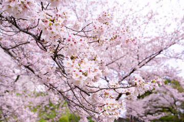 神奈川県小田原市　春の小田原城の桜