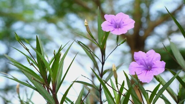Delicate Purple Flowers with Lanceolate Leaves Against Soft Bokeh