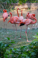 American pink flamingoin the zoo