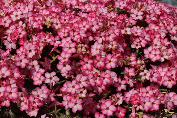 Pink flowers for background. The tree is densely blossoming.
