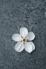 Delicate white cherry blossom flower on textured gray background