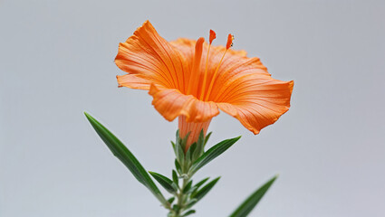 Single Orange Zauschneria California Fuchsia Flower Blossom Isolated On White Background