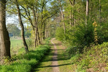 Hiking trail through lush green forest in springtime