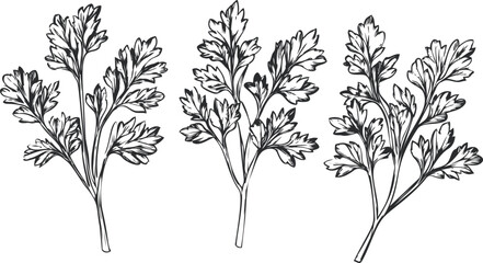 Obraz premium Black and white illustration of parsley leaves in detailed sketch design. Vector illustration