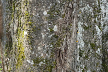 Close-Up of Tree Bark with Moss and Lichen