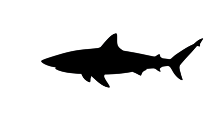 Silhouette Shark Outline