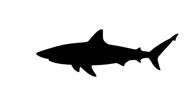 Silhouette Shark Outline