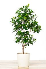 lush green plant in a creamy-white pot