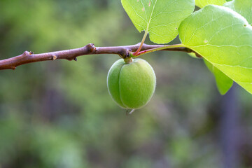 An apricot still green on the tree where it will ripen