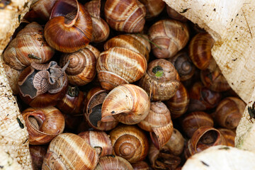 Freshly Collected Edible Snails in a Sack