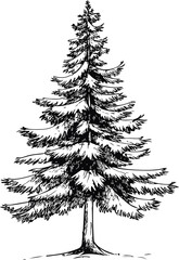Black and white illustration of a detailed pine tree, nature sketch art. Vector illustration