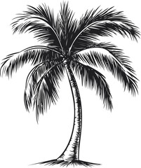 Black and white sketch of a lone palm tree, illustration art. Vector illustration