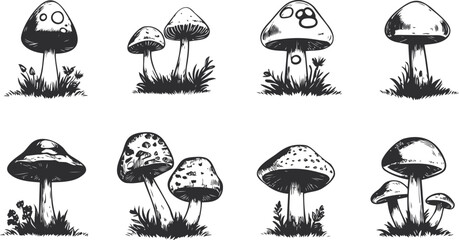 Vintage black and white illustrations of various mushrooms with intricate details. Vector illustration