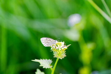 Close up of butterfly on plant in the forest at Swiss City of Zürich on a spring afternoon. Photo taken April 20th, 2025, Zurich Schwamendingen, Switzerland.