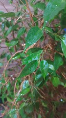 watering beautiful and large houseplants