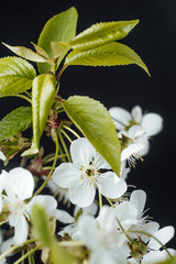 White cherry blossoms with vibrant green leaves close up during spring season