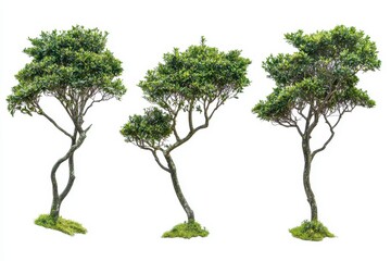Three diverse trees against white background
