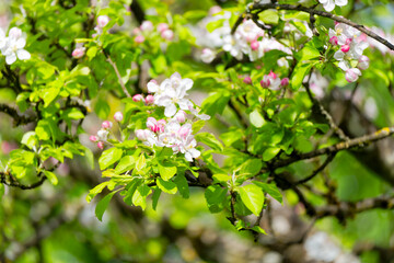 Close-up of beautiful blooming apple tree at orchard at Swiss City of Zürich on a spring afternoon. Photo taken April 20th, 2025, Zurich Schwamendingen, Switzerland.