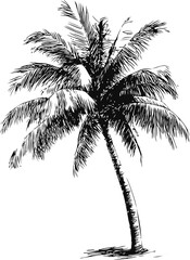 Black and white sketch of a tropical palm tree, botanical art. Vector illustration