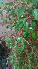 Obraz premium watering beautiful and large houseplants