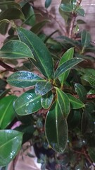 watering beautiful and large houseplants