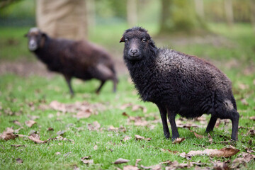 Two Ouessant female sheep, small and cute, stand on a grassy area with fallen leaves. One faces the camera directly, while the other is slightly out of focus.