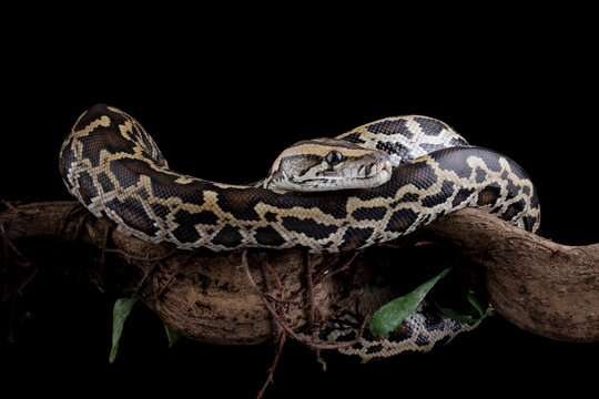 Python molurus bivittatus isolated on black background, Burmese python snake on branch, non-venomous snake