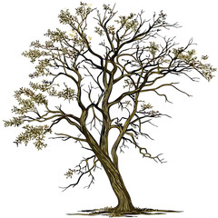 Obraz premium Traditional tree illustration with a strong trunk, sprawling branches, and brown leaves, some scattered on the ground, in a simple silhouette style on a white background