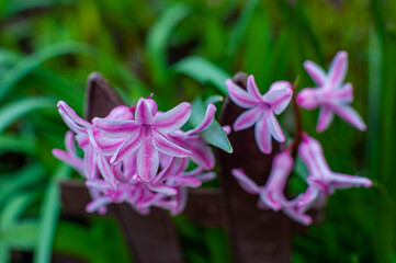 Wiosenne kwiaty w ogrodzie, Hiacynt wschodni (Hyacinthus orientalis)