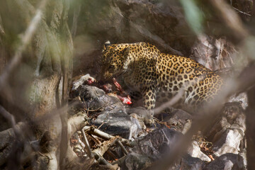 leopard eating a chital deer